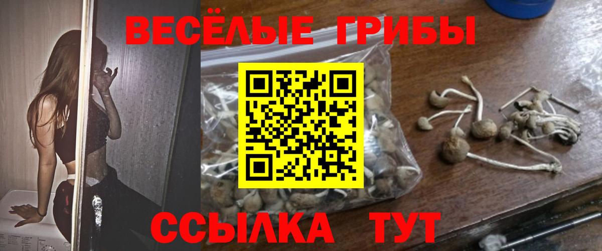 продажа наркотиков  Вход с VPN  Новочебоксарск  Псилоцибиновые грибы Psilocybine cubensis 